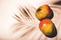 Summer mango fruits top view. Contemporary still life, lpale pink background, hard light and palm leaves shadow pattern