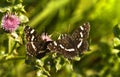 Summer Map butterflies or Araschnia levana Royalty Free Stock Photo