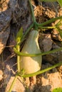 Summer marrow vegetable growing in the spanish garden Royalty Free Stock Photo