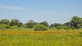 Summer marsh landscape in the flemisch countryside Royalty Free Stock Photo
