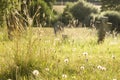 A summer graveyard meadow artistically blurred with wild flowers and dandelions highlighted by the evening sun Royalty Free Stock Photo