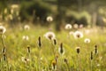 A summer meadow artistically blurred with wild flowers and dandelions highlighted by the evening sun Royalty Free Stock Photo