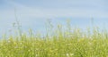 Summer meadow background. Spring green field with wild flowers and herbs on sunny sky background. Royalty Free Stock Photo