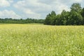 Summer meadow background. Spring green field with wild flowers and herbs on sunny sky background. Royalty Free Stock Photo
