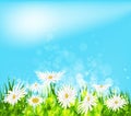 Summer meadow background with white daisy flowers Royalty Free Stock Photo