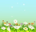 Summer meadow background with white daisy flowers Royalty Free Stock Photo