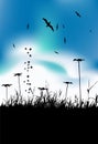 Summer meadow and birds in sky, black silhouette Royalty Free Stock Photo