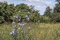 Summer meadow with blooming chicory