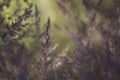 Summer meadow with blooming violet high grasses and warm sun