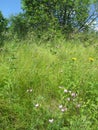 Summer meadow. Blooming wild carnations in the grass 8785