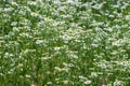 Summer in the meadow, blooms in the wild Erigeron annuus