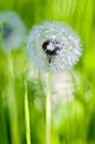 Summer Meadow Blowball Royalty Free Stock Photo