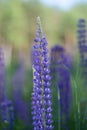 Summer meadow with blue lupine flower in the rays of the evening sun. Royalty Free Stock Photo