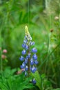 Summer meadow with blue lupine flower in the rays of the evening sun. The background is blurry Royalty Free Stock Photo