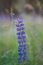 Summer meadow with blue lupine flower in the rays of the evening sun. Royalty Free Stock Photo