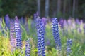 Summer meadow with blue and purple lupine flowers in the rays of the evening sun. Royalty Free Stock Photo