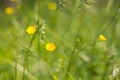 Summer meadow blurred background with yellow flowers and green grass Royalty Free Stock Photo