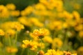 Summer meadow blurred background with yellow flowers and green grass Royalty Free Stock Photo