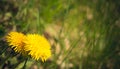 Summer meadow. A bright yellow dandelion Royalty Free Stock Photo