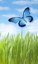 Summer Meadow Grass Butterfly Royalty Free Stock Photo