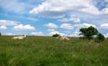 Summer, meadow and clouds. Cows lie on the grass. Agriculture, animal husbandry Royalty Free Stock Photo