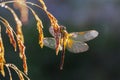 Summer meadow a dragonfly on a grass Royalty Free Stock Photo