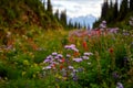 Summer meadow edge to edge full of vibrant wildflowers on the Meadows in the Sky Parkway, Mount Revelstoke National Park