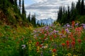 Summer meadow edge to edge full of vibrant wildflowers on the Meadows in the Sky Parkway, Mount Revelstoke National Park