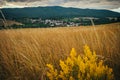 Summer meadow in evening, rural landscape in background Royalty Free Stock Photo