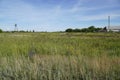 Summer meadow flower landscape. Medow field grass Royalty Free Stock Photo