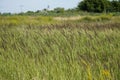 Summer meadow flower landscape. Medow field grass Royalty Free Stock Photo