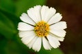 Summer meadow flower with yellow stamen and white petals. Gerbera macro photo.