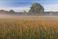 Summer Meadow in Fog Royalty Free Stock Photo