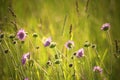 Summer meadow full of Centaurea jacea flowers