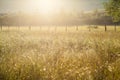 Summer meadow full with daisies after rain Royalty Free Stock Photo