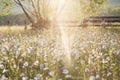 Summer meadow full with daisies after rain Royalty Free Stock Photo