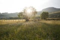 Summer meadow full with daisies after rain Royalty Free Stock Photo