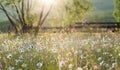 Summer meadow full with daisies after rain Royalty Free Stock Photo