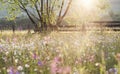 Summer meadow full with daisies after rain Royalty Free Stock Photo