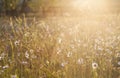 Summer meadow full with daisies after rain Royalty Free Stock Photo