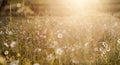 Summer meadow full with daisies after rain Royalty Free Stock Photo