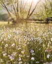 Summer meadow full with daisies after rain Royalty Free Stock Photo