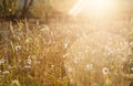 Summer meadow full with daisies after rain Royalty Free Stock Photo