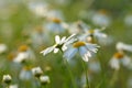 Summer meadow full of daisy flowers Royalty Free Stock Photo
