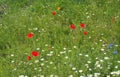 Summer meadow full of wildflowers with ox eye daisies cornflowers and poppies in summer sunlight Royalty Free Stock Photo