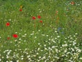 Summer meadow full of wildflowers with ox eye daisies cornflowers and poppies in summer sunlight Royalty Free Stock Photo