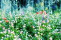 Summer meadow, grass field with colorful flowers, nature background concept, soft focus Royalty Free Stock Photo