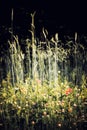 Summer meadow, grass field with colorful flowers Royalty Free Stock Photo