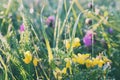 Summer meadow, grass field with colorful flowers, nature background concept, soft focus, warm pastel tones Royalty Free Stock Photo