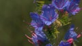Summer meadow grass and herbs. Creative. Close up of beautiful purple flowers growing on the blurred field on the Royalty Free Stock Photo